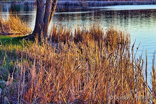 Shore Grass_09467.jpg - Photographed at sunset along the Rideau Canal Waterway at Kilmarnock, Ontario, Canada.